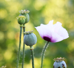 In the garden grows a poppy with green heads