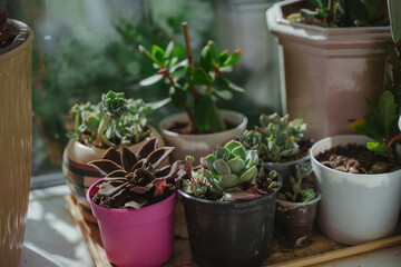 Plastic pots with succulents.