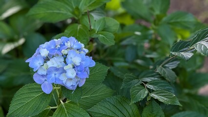 アジサイ