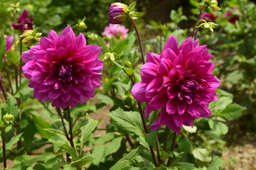 Various Zinnia Flowers in the Garden