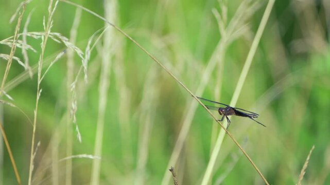 black dragonfly steped in a grass stick