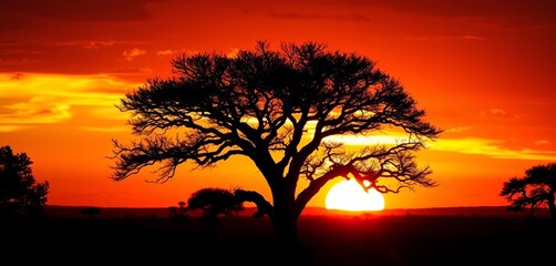 Dramatic acacia tree silhouette against vibrant African sunset, Masai Mara,  design,  Masai Mara
