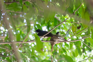 A serene moment capturing a bird perched on a branch amidst vibrant green leaves, showcasing nature's beauty and tranquility.