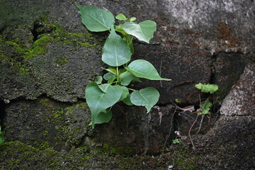 Ficus religiosa plant growing on brick walls. Its seeds germinate in the hollow of the brick walls...
