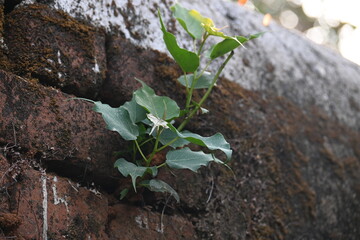 Ficus religiosa plant growing on brick walls. Its seeds germinate in the hollow of the brick walls and slowly cover the whole walls. Its other name bodhi tree, pippala tree, peepul tree or ashwattha.