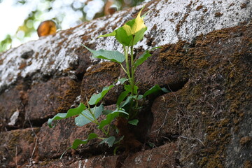 Ficus religiosa plant growing on brick walls. Its seeds germinate in the hollow of the brick walls and slowly cover the whole walls. Its other name bodhi tree, pippala tree, peepul tree or ashwattha.