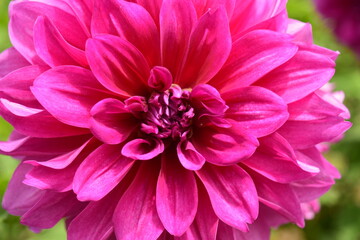 Various Zinnia Flowers in the Garden