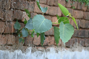 Ficus religiosa plant growing on brick walls. Its seeds germinate in the hollow of the brick walls and slowly cover the whole walls. Its other name bodhi tree, pippala tree, peepul tree or ashwattha.
