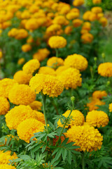 Close up Marigold flowers in the garden