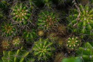 Variety of green cactus plants in pots. Cactus farming as a hobby concept. Small cactus collection...