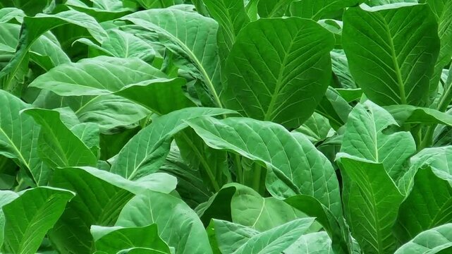 Vibrant tobacco plantation with lush green leaves. The healthy plants are densely grown, showcasing the rich texture and structure of tobacco crops in an agricultural setting.
