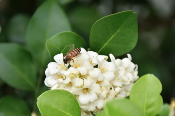 Orange jasmine flower isolated on nature background
