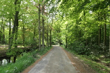 A scenic sandy path through a lush beech forest in early summer, with fresh green leaves glowing in the sunlight.

