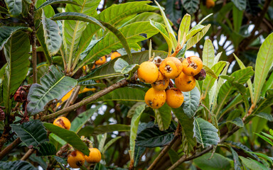 close up of ripe organic loquats hanging on tree branch in lush foliage