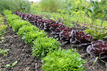 A beautiful row of fresh lettuce growing in a spring garden, vibrant and full of life.
