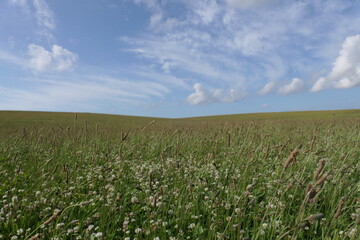 Rolling landscape with wildflowers like white clover, offering a wide view under a beautiful sky filled with clouds.