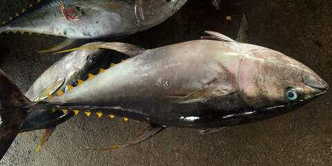 fresh fish ready export to malaysia