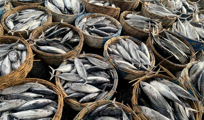 lots of fish in the asian ocean
