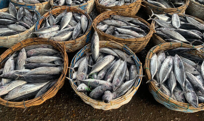 ready export to japan fresh fish