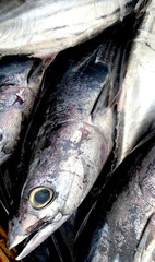 fish fresh fishing