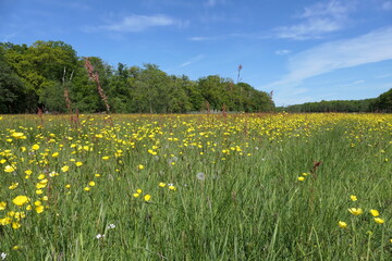 Beautiful spring weather with lush green grass, vibrant green trees, and a wide view over a field filled with wildflowers like buttercups.