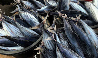 rows of fish arranged in a basket