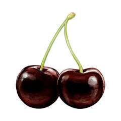 black cherry illustration
