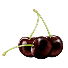 black cherry illustration