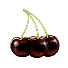 black cherry illustration