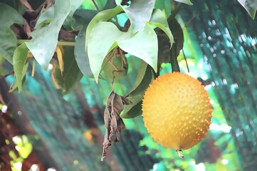 Gac fruit hanging from vine in tropical garden, spiny bright orange fruit in Thailand
