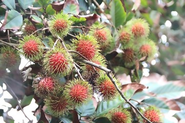 Rambutan fruit on tree in tropical orchard, red and green spiky fruit in Thailand