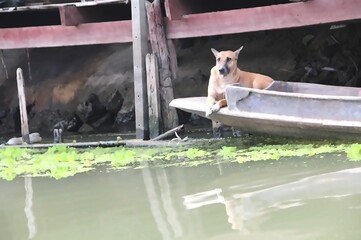 Thai dog relaxing on wooden boat by canal in rural village, peaceful riverside life in Thailand
