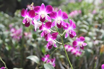 Purple and white orchid flower in bloom, tropical Thai orchid in natural garden