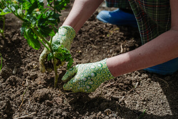Planting tomato seedlings in the country.