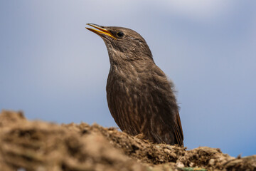 Starling’s Song