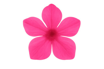 Obraz premium Close-up of a vibrant pink flower with a transparent background, showcasing its delicate petals and vivid color