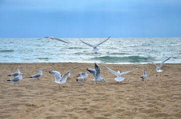 Group seagulls on the  seashore in the morning. Birds, seagulls, fauna, wildlife protection. Free copy space.