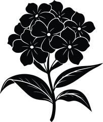 Phlox flower silhouette 