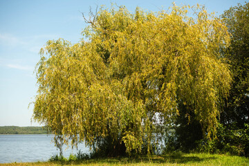 Pretty landscape of a lakeside in spring with a weeping willow