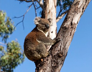 Fototapeta premium Koala in eucalyptus tree