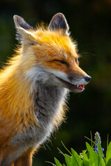Red fox in Yellowstone National Park