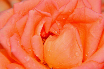Pink-yellow rose petals, colours of fantasy, freedom and wisdom with water drops