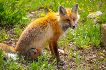 Red fox in Yellowstone National Park