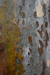 Close-up of Sycamore Bark Texture, Camouflage Pattern on Plane Tree Trunk