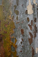 Close-up of Sycamore Bark Texture, Camouflage Pattern on Plane Tree Trunk