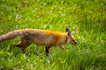 Red fox in Yellowstone National Park