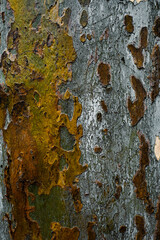 Close-up of Sycamore Bark Texture, Camouflage Pattern on Plane Tree Trunk