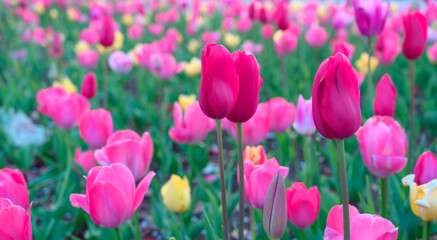 Beautifully blooming tulip flowers in a flower garden at Odaiba. Spring blossom background.
