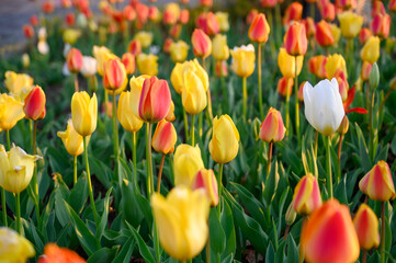 Beautifully blooming tulip flowers in a flower garden at Odaiba. Spring blossom background.
