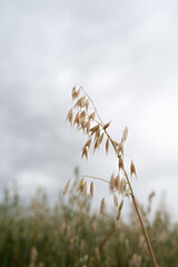 A close-up of a single oat stem standing tall in a field, set against a moody, overcast sky.